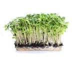 Sunflower Microgreens Isolated