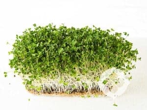 Rocket Microgreen Seeds