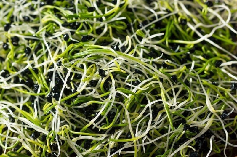Onion Sprouts