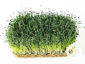 Onion Microgreens | Seedmart Australia