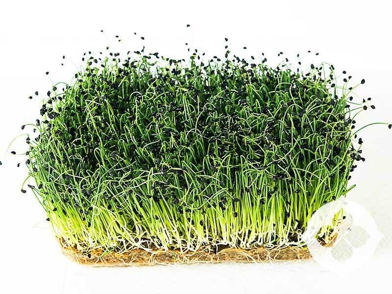 Onion Microgreens | Seedmart Australia