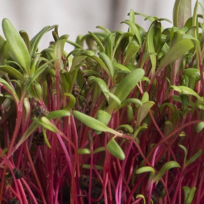 Beetroot