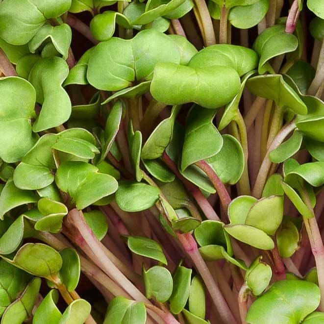 China Rose Radish