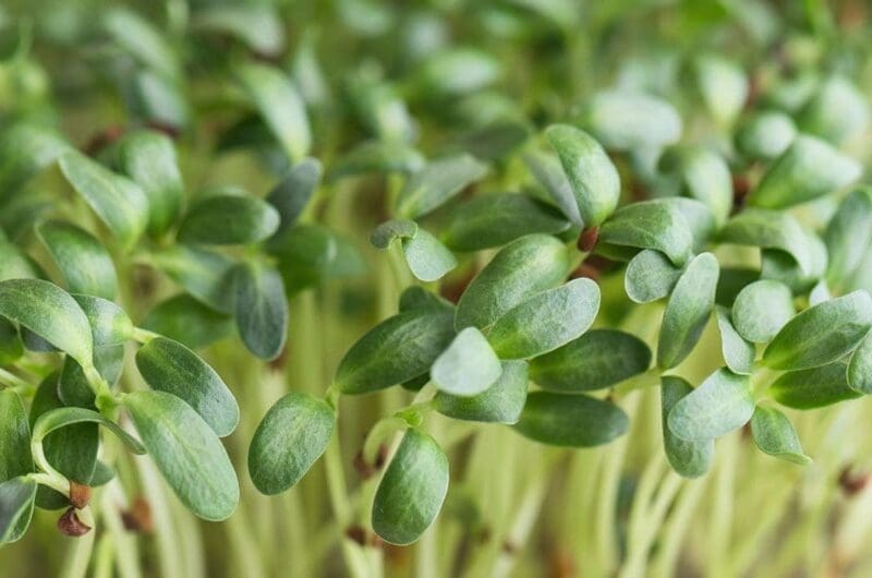 Fenugreek Microgreens