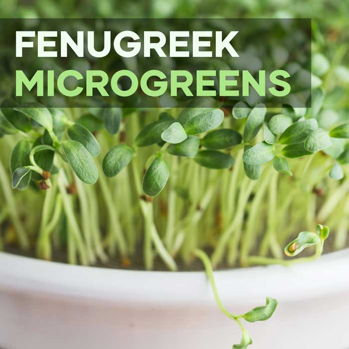 Fenugreek MIcrogreens Featured Image | Seedmart Australia