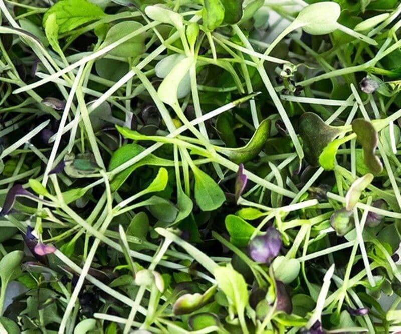 Spicy Mix Microgreens