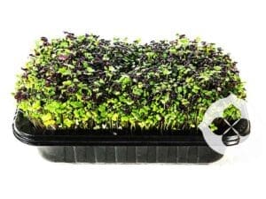 Spicy Mix Microgreens in Punnet | Seedmart Australia
