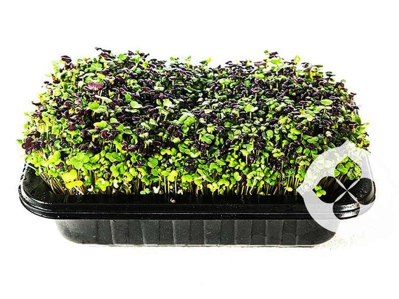Spicy Mix Microgreens in Punnet | Seedmart Australia