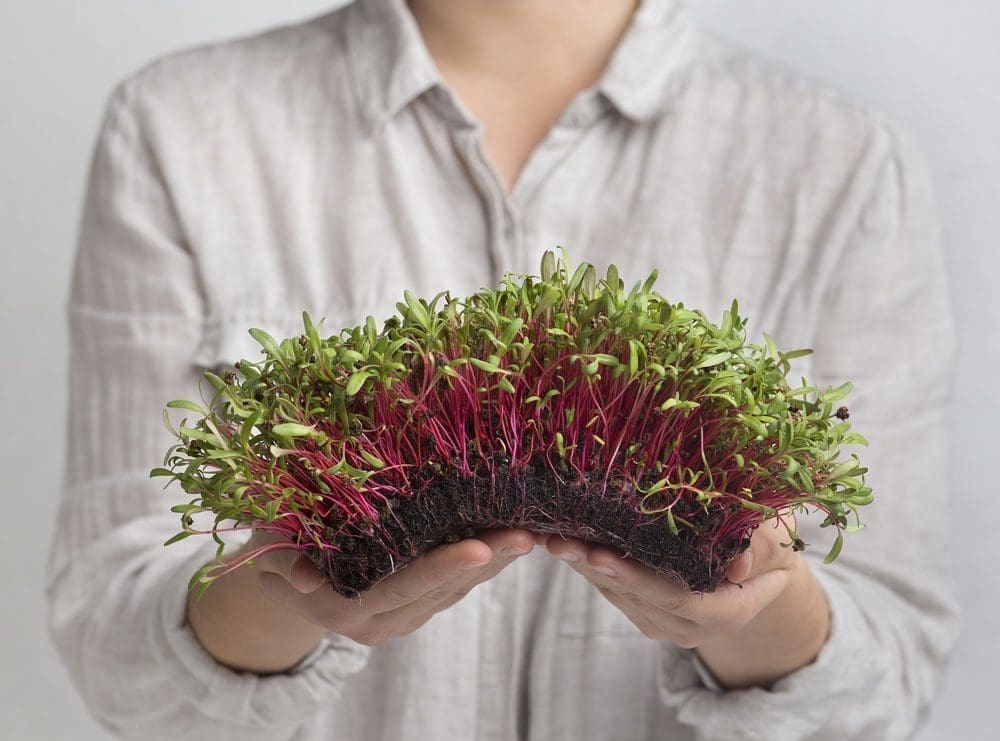 Microgreen Growing