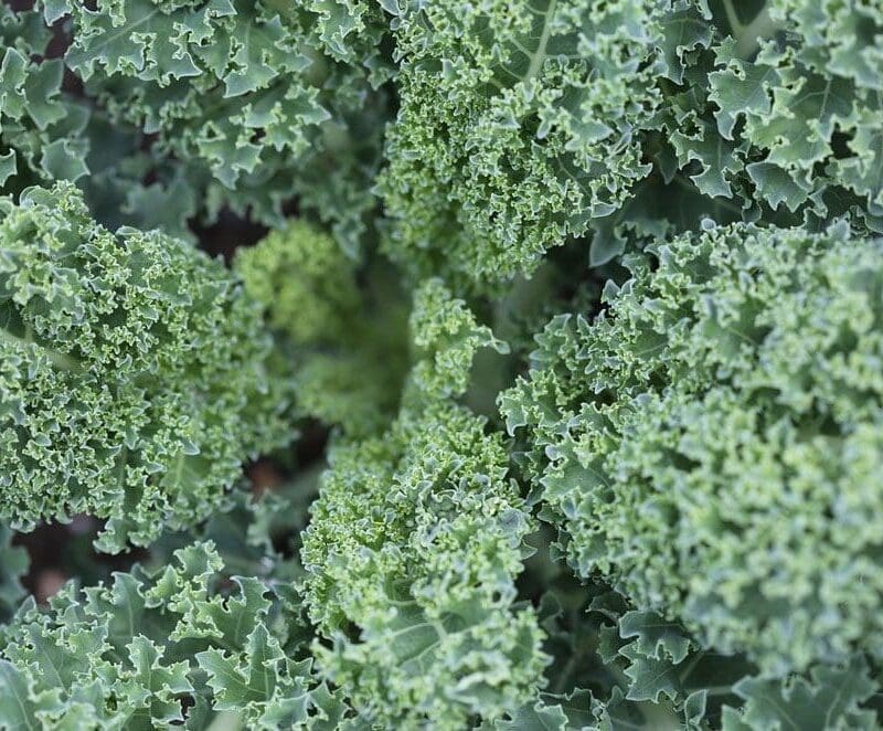 Kale Scotch Blue Curled