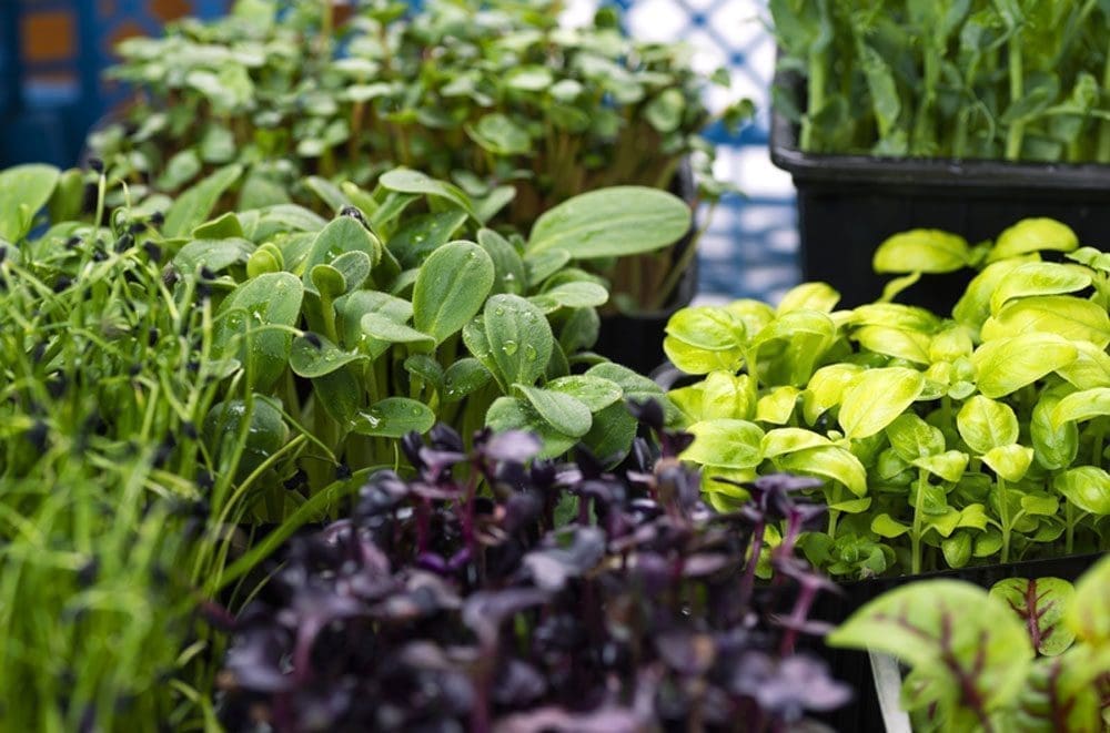 Microgreen Trays with Microgreens