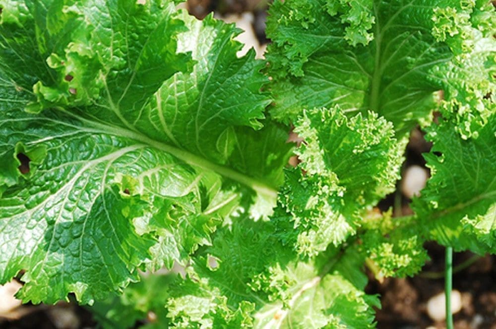 Mustard green wave