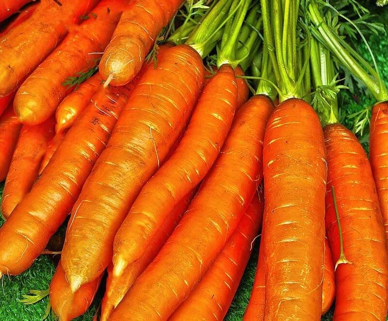 Carrot Nantes