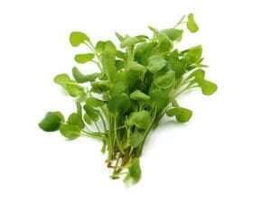 Upland Cress Seeds | Seedmart Australia
