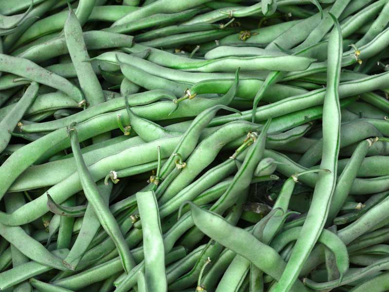Beans_Blue_Lake_Vegetable_Seeds