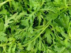 chrysanthemum plant