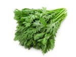 Chrysanthemum | Shungiki Seeds | Isolated