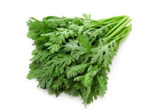 Chrysanthemum | Shungiki Seeds | Isolated