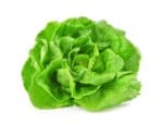 Lettuce Butterhead Attraction
