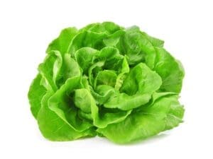 Lettuce Butterhead Attraction