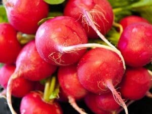 Radish Champion