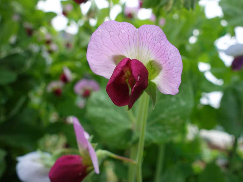 Snowpea Yakumo Heirloom Vegetable Seeds