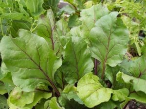 Beetroot Early Wonder Baby Leaf Seeds