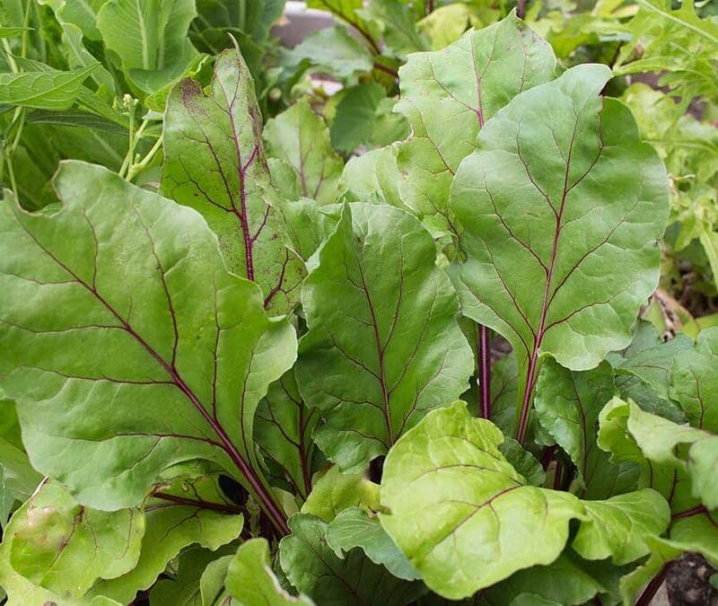 Beetroot Early Wonder Baby Leaf Seeds