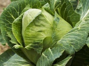 Cabbage Sugarloaf
