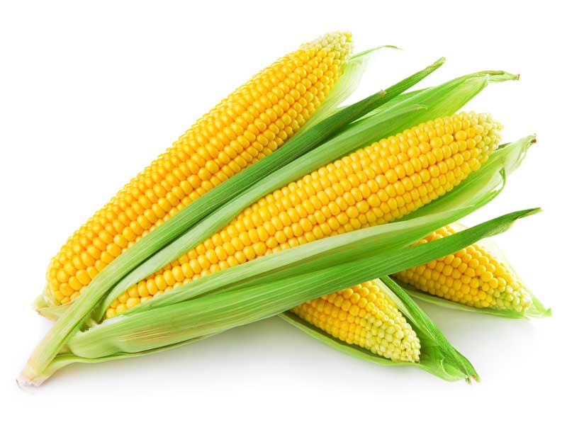 Corn Cob Isolated