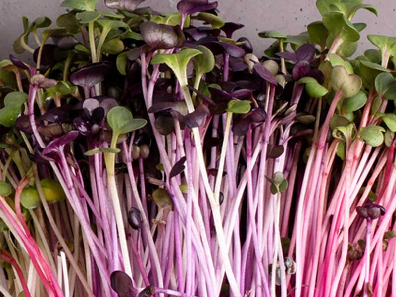 Mixed Radish Microgreens | Seedmart Australia