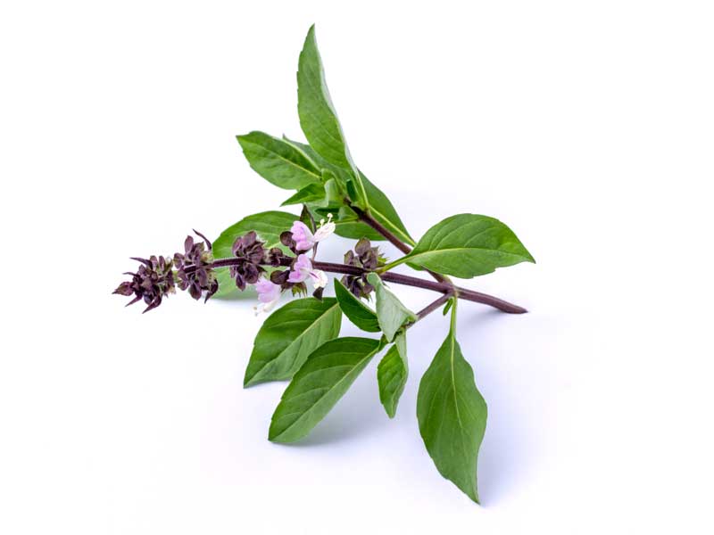 Basil Siam Queen Isolated