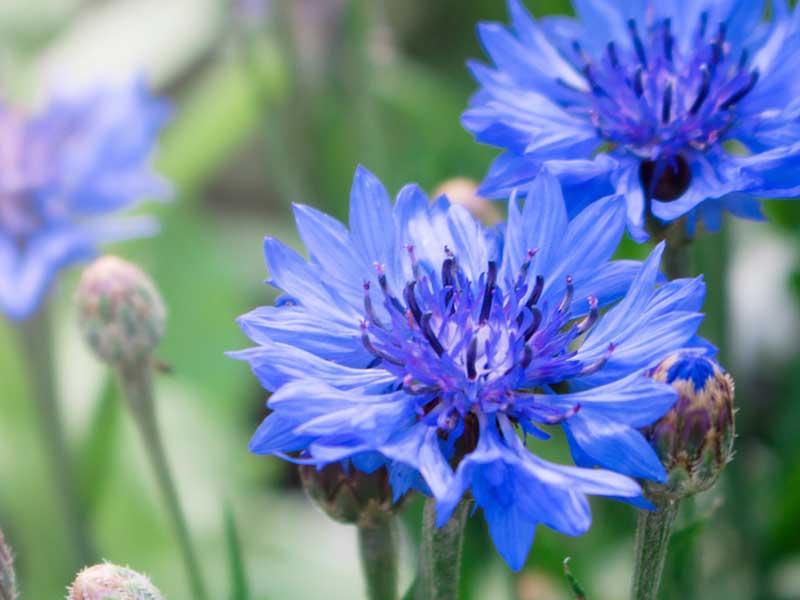 Cornflower Blue Boy Flowers