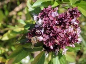 Thai Basil Siam Queen Seeds