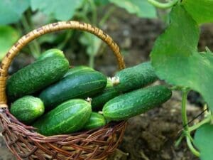 Cucumber Spacemaster | Seedmart Australia