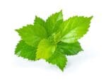 Green Shiso Herb | Isolated