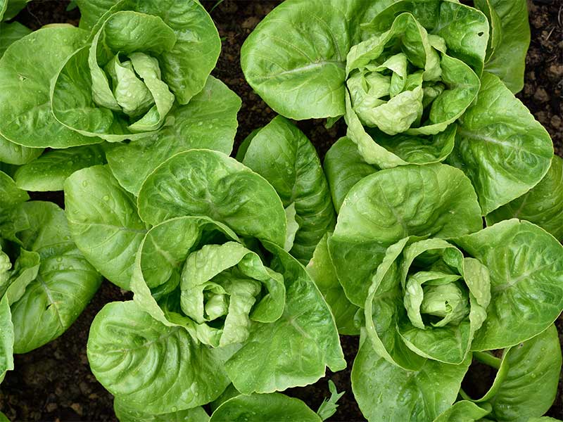 Lettuce Little Gem Romaine Seeds