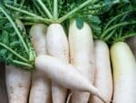 Daikon Radish