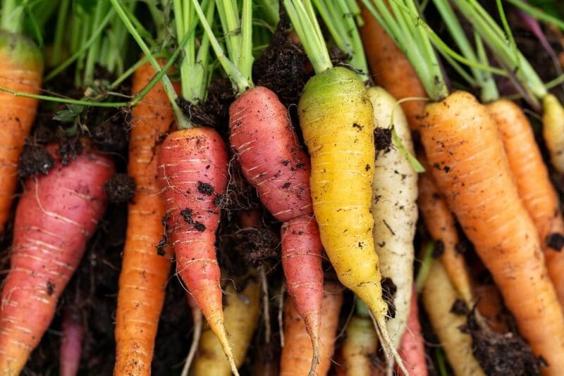 Carrot Rainbow Vegetable Seeds | Seedmart Australia