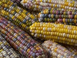 Corn Glass Gem Vegetable Seeds | Heirloom | Close Up