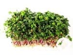 Pink Radish Microgreens | Seedmart Australia