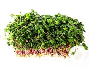 Pink Radish Microgreens | Seedmart Australia