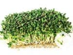 Fenugreek Microgreens | Seedmart Australia