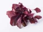 Amaranth Red Garnet | Isolated | Seedmart Australia