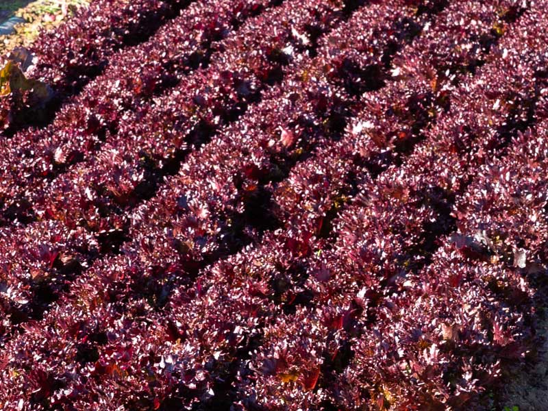 Red Coral Multileaf Lettuce Rows