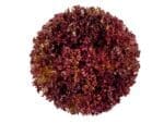 Red Coral Multileaf Lettuce