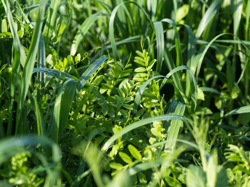Cool Season Green Manure Mix