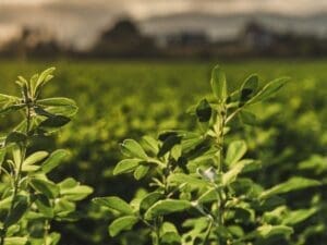 Cover Crop