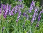 Vetch Purple Flowers