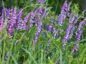 Vetch Purple Flowers